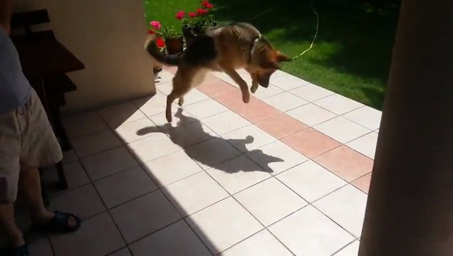 Funny dog tries to stomp out his shadow.