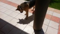 Un jeune chien joue avec son ombre.. trop mignon!.