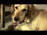 Golden retriever guards her sleeping pups