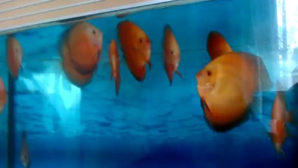 Snow white / Melon discuslar