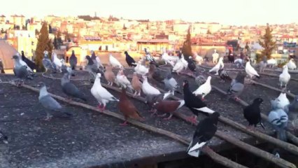 hakan yalçının filo güvercinleri