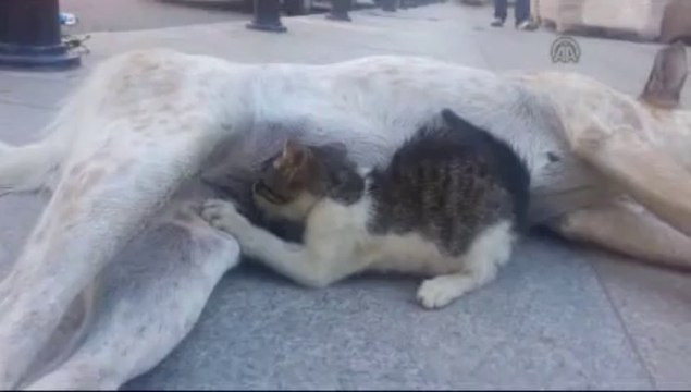 Sokak köpeğinden yavru kediye anne sütü