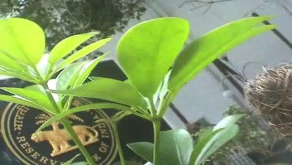 Govt committed to cut current account deficit- PM