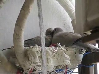 Kumru ve Yavruları-Şimdi Yemek Vakti..