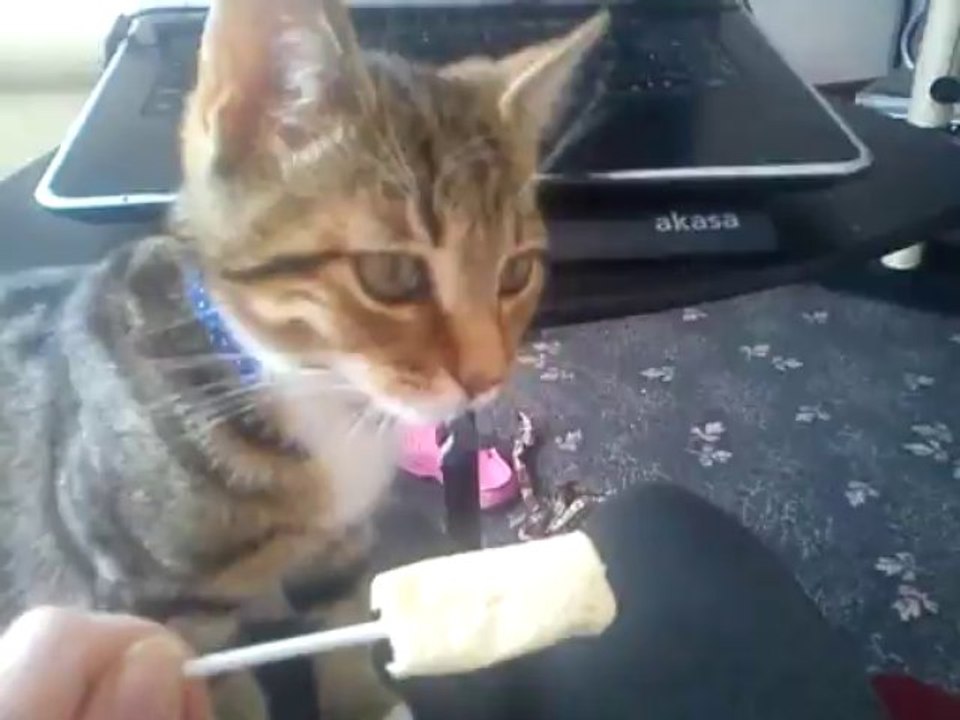 Ares-Apollo the lollypop thief (2)