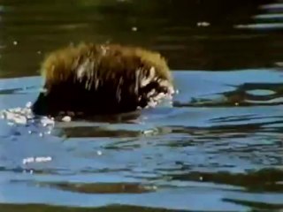 Grizzly Adams 11 Beaver Dam