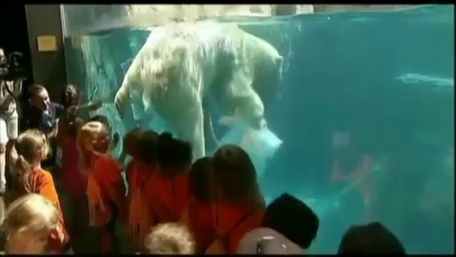 Au zoo de Chicago, les ours polaires ont une astuce contre la canicule
