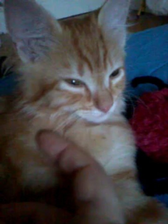 lovely Orion