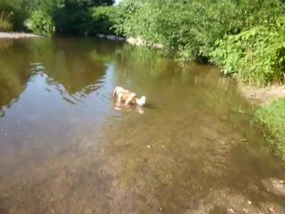 Filou à Ostheim été 2011