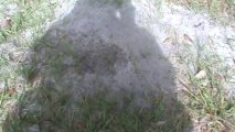 Sarasota Bradenton FL Imported Fire Ants Wreaking Havoc