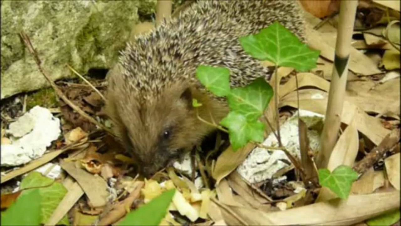 Deux bébés hérrissons, sieste & repas .