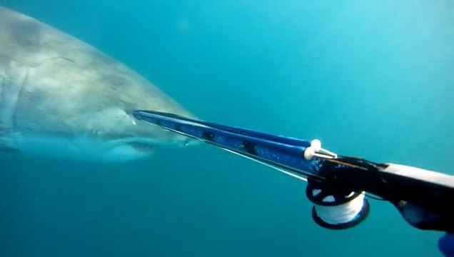 Rencontre avec un grand requin blanc