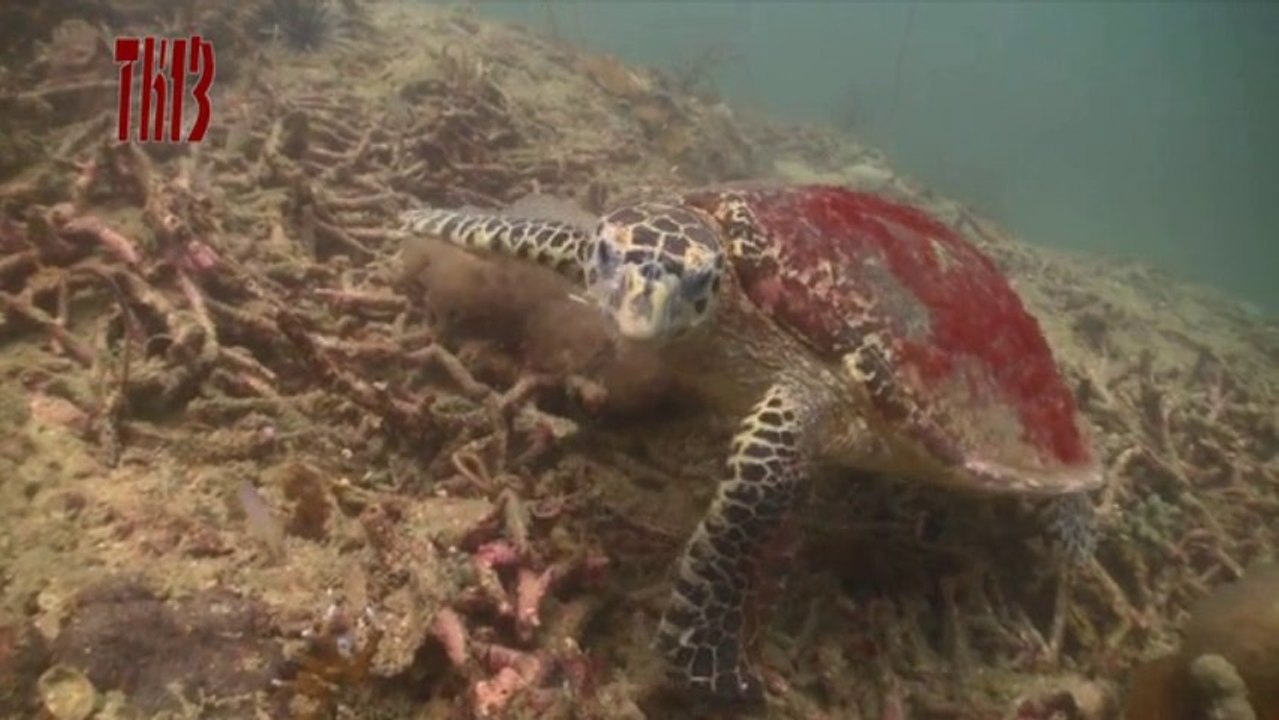 Thai '13 - De Afsluiting