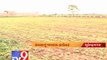 Tv9 Gujarat - Good rains gives a lift to cotton crop sowing , Surendranagar