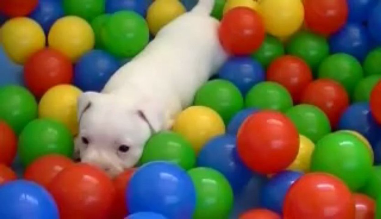 32. Chiot staffordshire bull terrier vidéo 32 de la 11ème portée de STAFFORDLAND