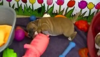 33. Chiot staffordshire bull terrier vidéo 33 de la 11ème portée de STAFFORDLAND