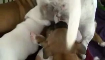 34. Chiot staffordshire bull terrier vidéo 34 de la 11ème portée de STAFFORDLAND