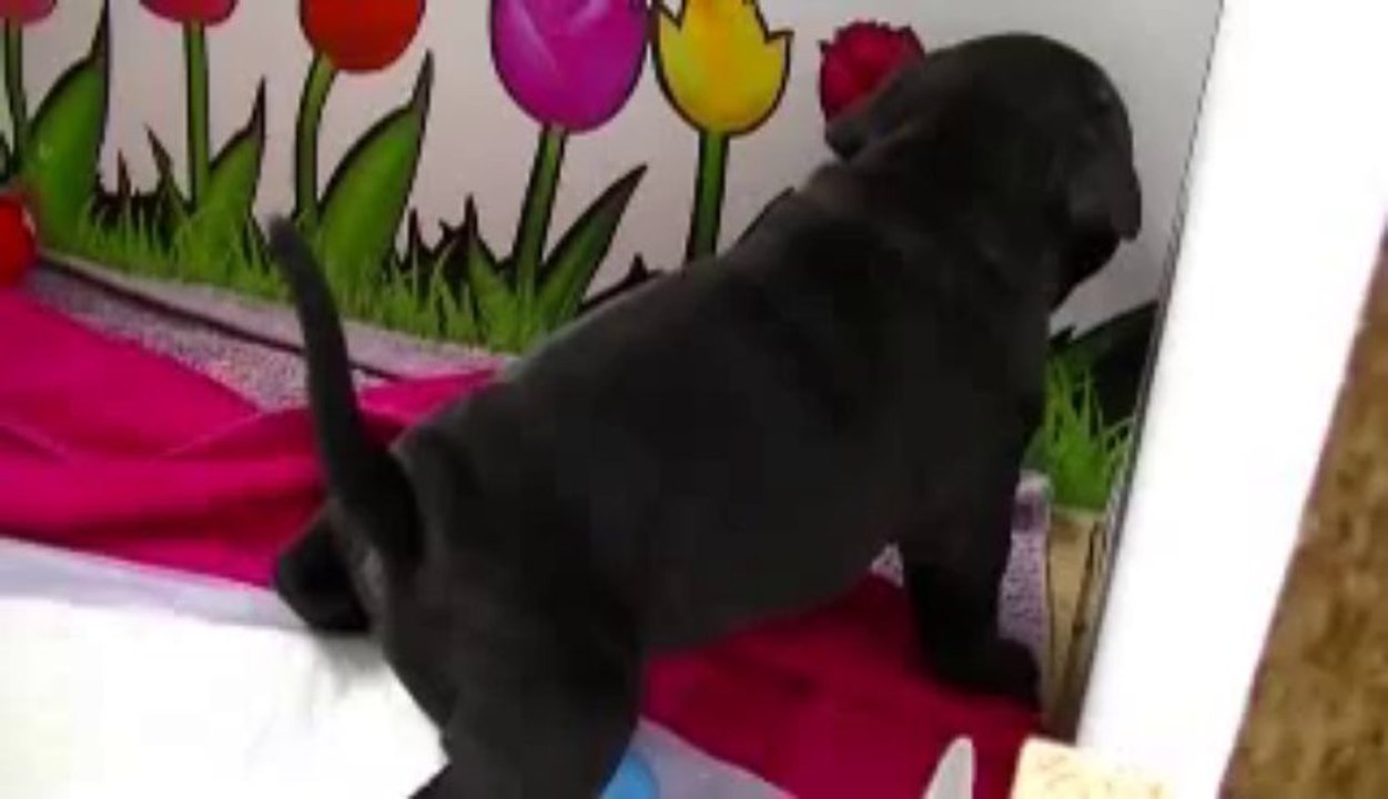 15. Chiot staffordshire bull terrier vidéo15 de la 12ème portée de STAFFORDLAND