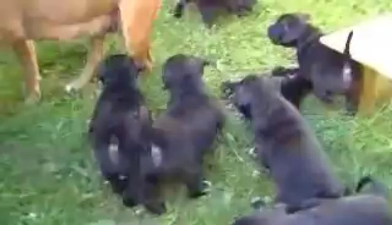 16. Chiot staffordshire bull terrier vidéo16 de la 12ème portée de STAFFORDLAND