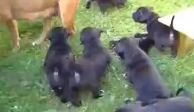 16. Chiot staffordshire bull terrier vidéo16 de la 12ème portée de STAFFORDLAND