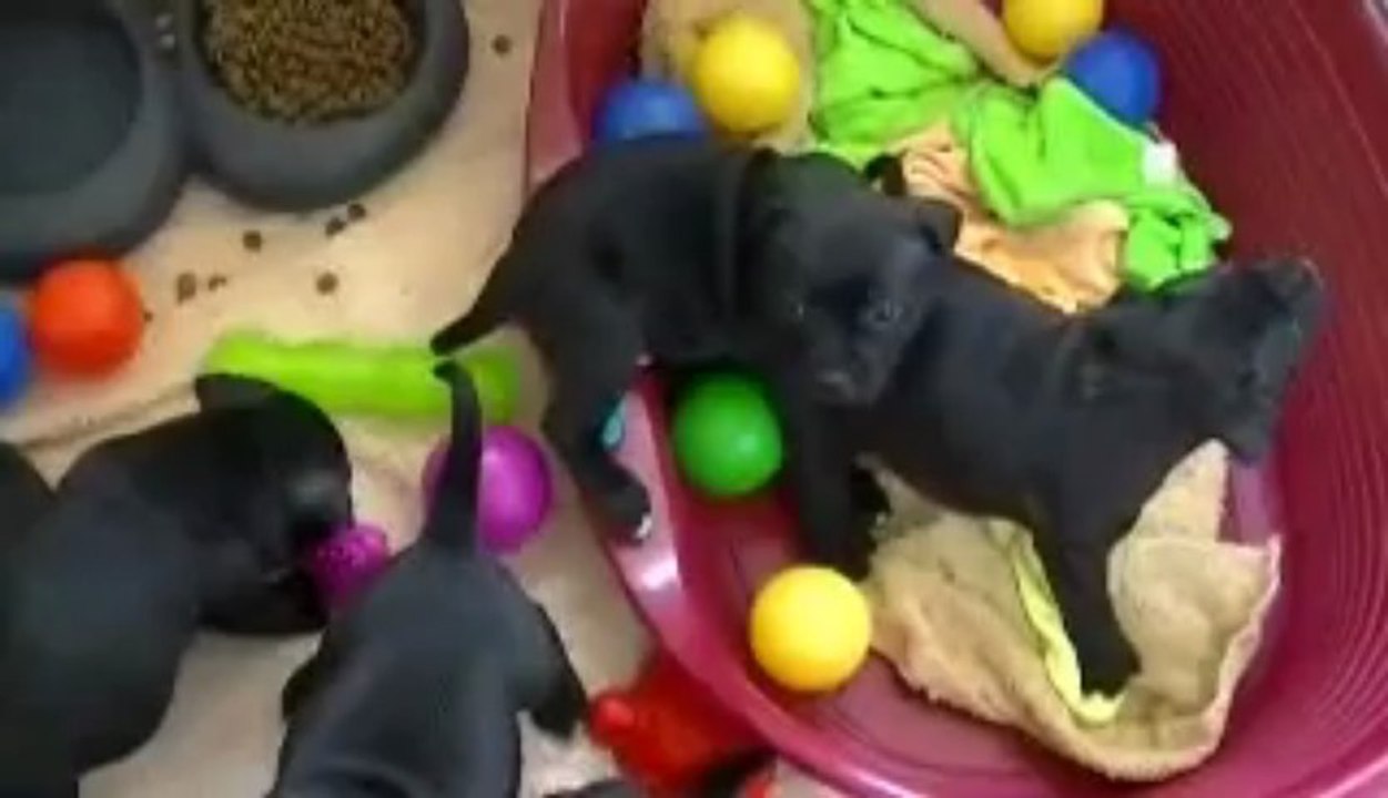 17. Chiot staffordshire bull terrier vidéo17 de la 12ème portée de STAFFORDLAND