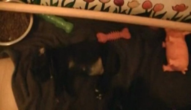 18. Chiot staffordshire bull terrier vidéo18 de la 12ème portée de STAFFORDLAND