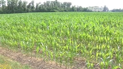 MAIS E VITE, PERDITE FINO AL 50%