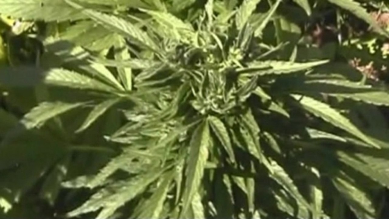 Fox pushes to legalise weed