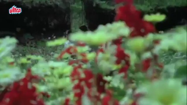 Main Tere Saath Hoon, Meenakshi Sheshadri, Akbar Khan, Swati, Love Song
