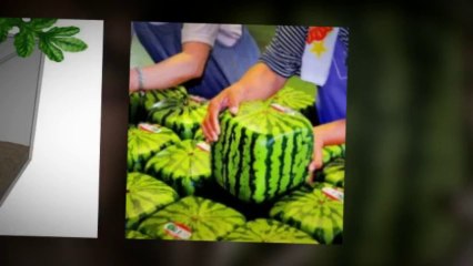 Square watermelon