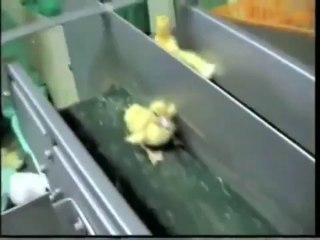 フォアグラの拷問①　食べる前に知ってください。 Foie Gras