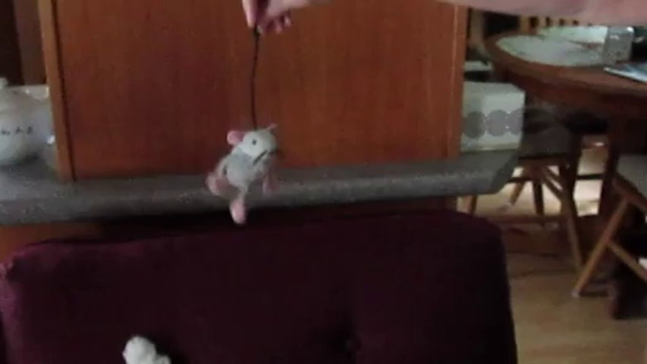 Paws Loves His Toy Mice