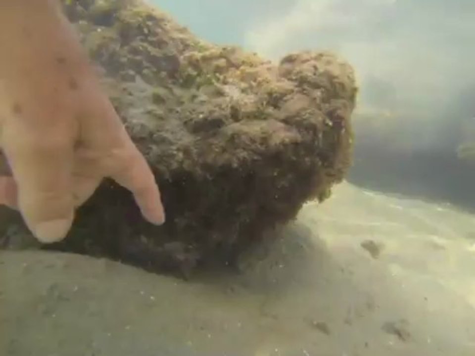 La seiche est timide