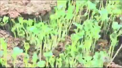 Život po lidech 5 - Vetřelci