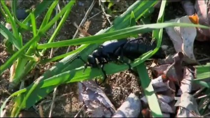 Život po lidech 6 - Připoutané a pohřbené