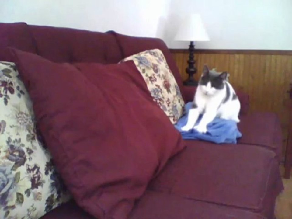 Paws Prepares for a Nap