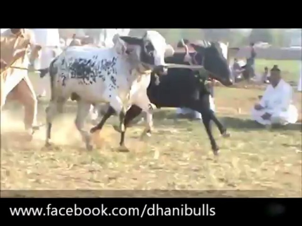 www.facebook.com/dhanibulls