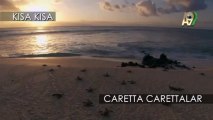 Caretta Carettalar Deniz kaplumbağaları Video