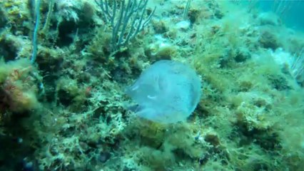 Plongé Banyuls - Rédéris - Quelques Invertébré