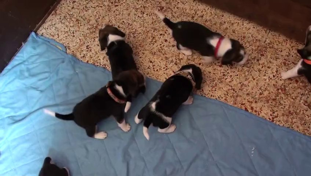 Vidéo des bébés de Fée faite le 20.07.2013