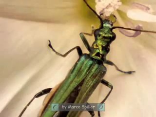 Oedemera nobilis - female