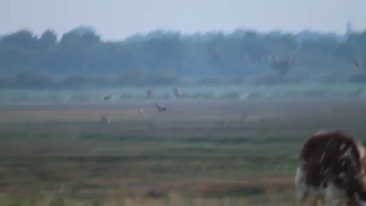 Marais du lac de Grand Lieu  Le 21-07-2013