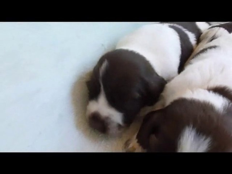 CHIOTS D EMERAUDE 2013