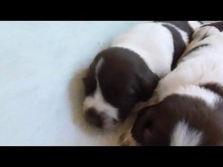 CHIOTS D EMERAUDE 2013