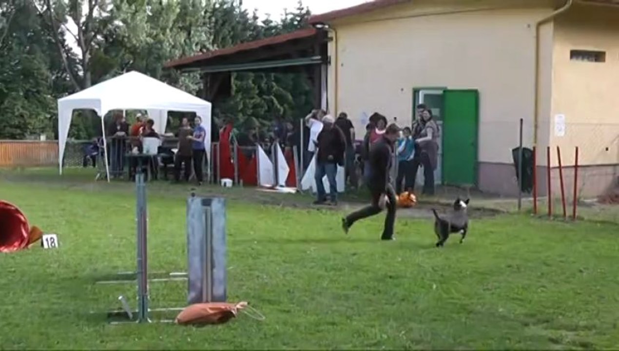 Sophie et Easy 3ème Degré Concours agility Sarreguemines 29/06/2013