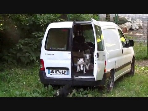 Chiots cherchent famille d'accueil Amis des Bêtes Aix les Bains