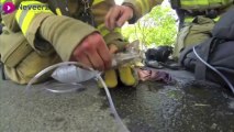 Un pompier sauve un chaton des flammes