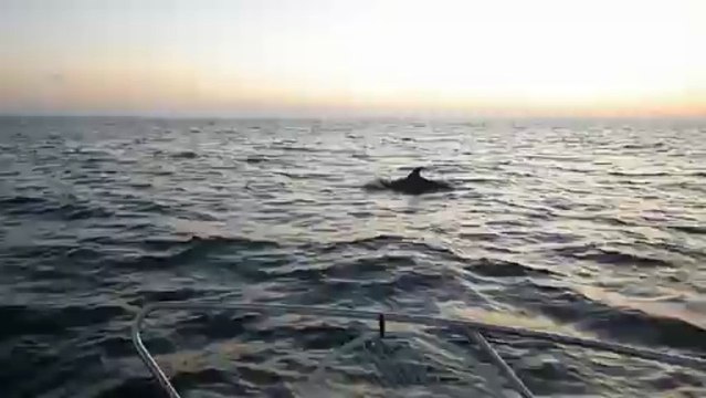 Escorte des dauphins