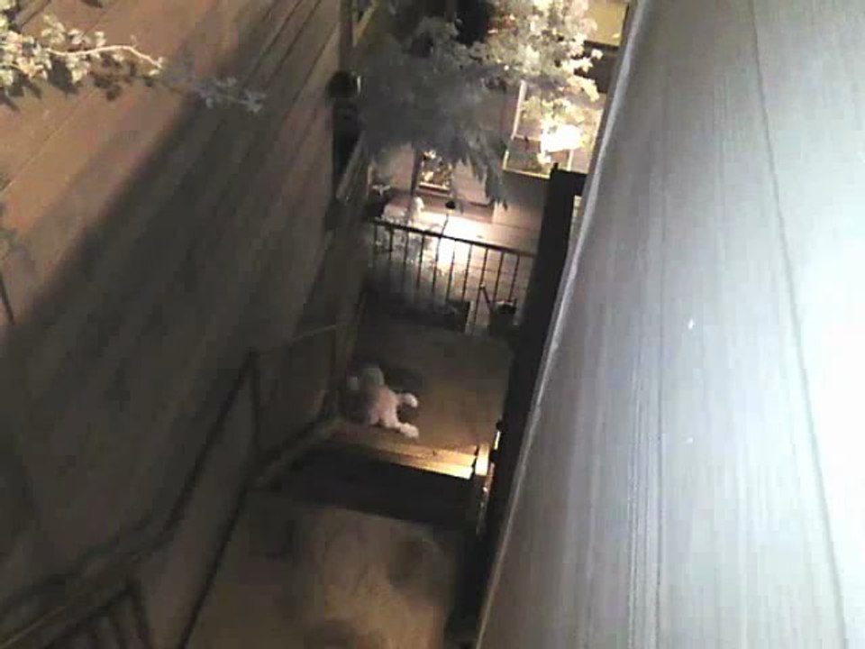 Un gars sauve son chien attaqué par un énorme raton laveur !! Kevin Rose - Créateur de DIGG