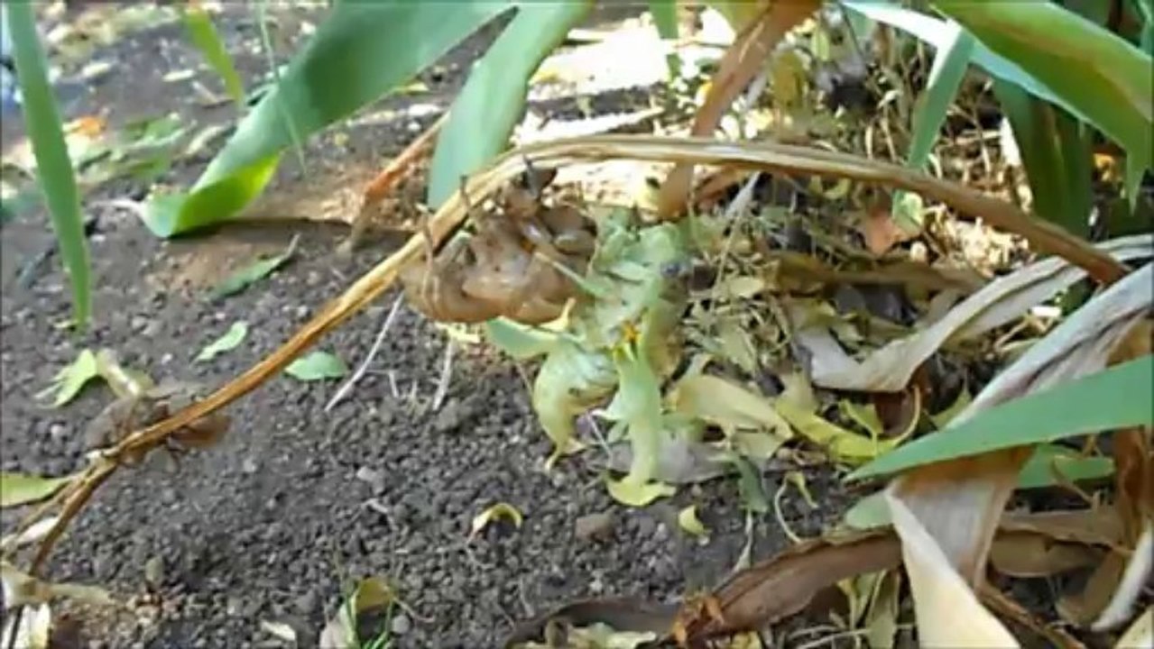 ' the birth of cicada " in my garden july 2013